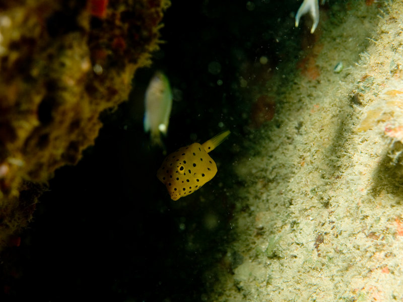 Boxfish